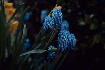 Blue grape hyacinth
