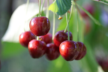 Cherry | Cerise