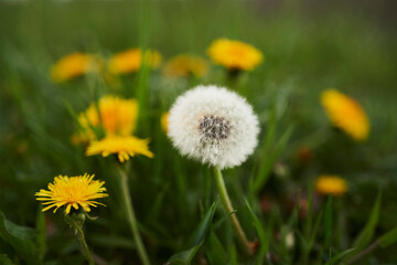 Close up dandelions growing
