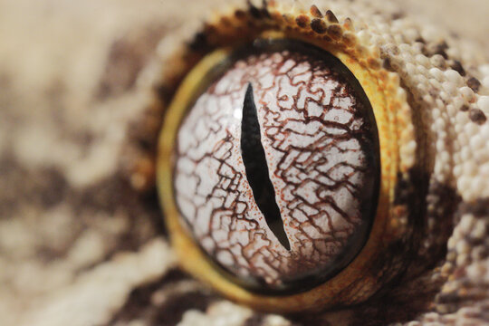 rhacodactylus auriculatus