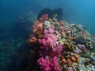 Fototapeta na wymiar Colorful coral reef with fish at Lipe Island, Andaman Sea, Indian Ocean, Thailand