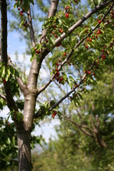 Fototapeta premium Cherry | Cerise