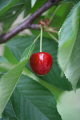 Cherry | Cerise