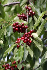 Cherry | Cerise