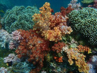 Colorful coral reef at Lipe Island, Andaman Sea, Indian Ocean, Thailand