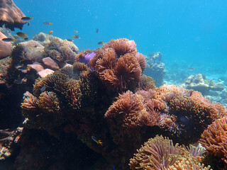 Fototapeta na wymiar Coral reef with fish at Lipe Island, Andaman Sea, Indian Ocean, Thailand