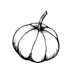 Pumpkin isolated on white background. Vector black outline drawing. Seasonal harvest, autumn decor, farm vegetables.