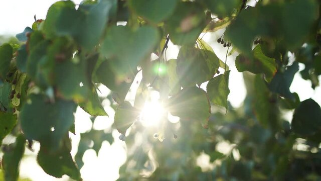 Closeup view 4k video of beautiful fresh sunny green leaves of linden trees with bursting through branches and foliage magic soft sunset sunlight and sunflares