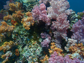 Naklejka na ściany i meble Colorful coral reef at Lipe Island, Andaman Sea, Indian Ocean, Thailand