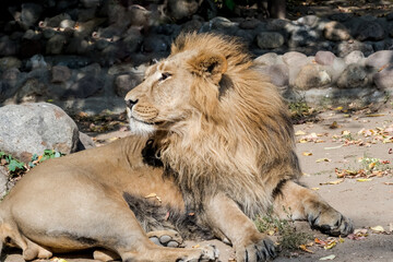 Asiatic Lion (Panthera leo persica)