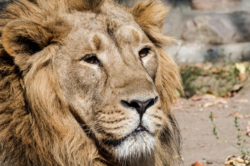 Obraz premium Asiatic Lion (Panthera leo persica)