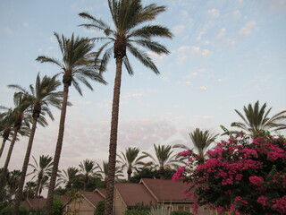 Fototapeta na wymiar Palm trees and flowers against a sunset sky, Nir David, Israel