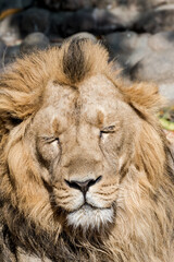 Asiatic Lion (Panthera leo persica)