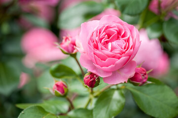 Pink rose flower with buds in roses garden. Top view. Soft focus.