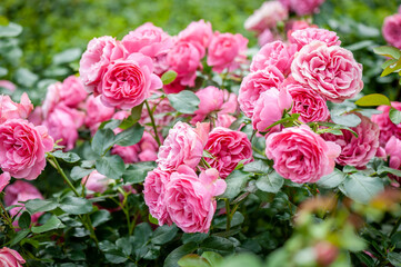 Rose flower on background blurry pink roses flower in the garden of roses. Nature.
