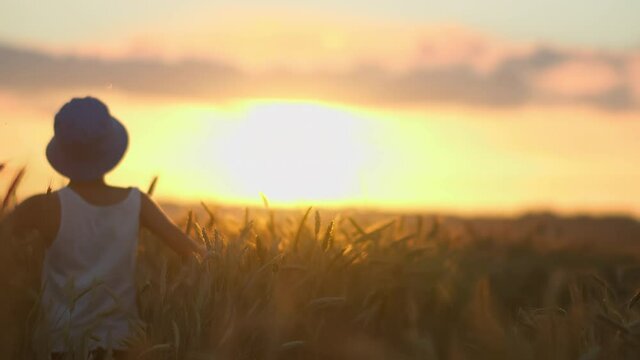 boy running through a golden wheat field at sunset, boy out of focus