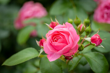 Pink rose flower with buds in roses garden. Soft focus.