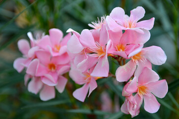 branch of pink blooming oleander close up