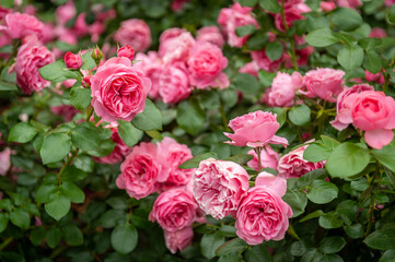 Bush of roses on bright summer day. Rose flower on background blurry pink roses flower in the garden of roses. Nature. Soft focus.