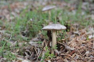 mushroom | champignon