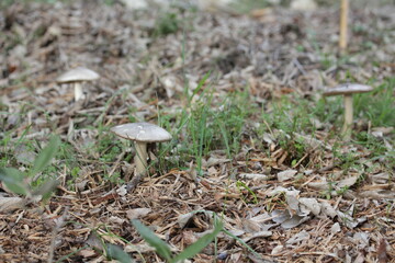 mushroom | champignon