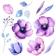 Watercolor hand painted purple and pink anemones, isolated on white, jpg