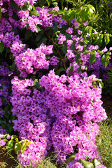 pink bougainvillea  in blossom 