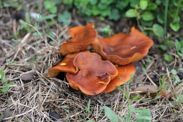 mushroom | champignon