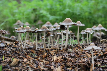 mushroom | champignon