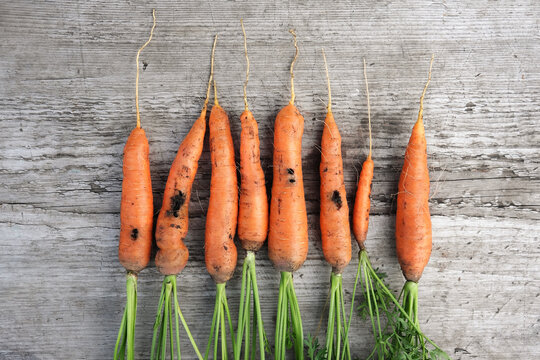 Organic carrot eaten by pests