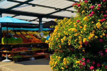 colorful blooming flowers with market in the background, Rovinj, Croatia