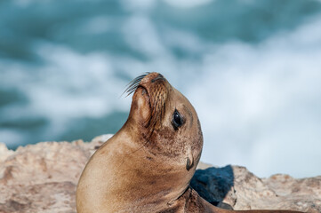 Naklejka premium Immature California Sea Lion(Zalophus californianus) at hauling-out, Point Dume, California, USA
