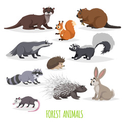 Set of woodland and forest little animals. Europe and North America fauna collection. Raccoon, hedgehog, hare, squirrel ,  badger skunk, opossum, beaver, otter and porcupine.