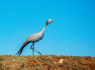 grey crowned crane