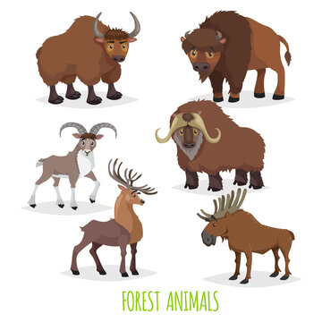 Set of woodland and forest hoofed and horned animals. Europe and North America fauna collection. Yak, bison, urial (mountain male sheep), musk ox, deer and moose.