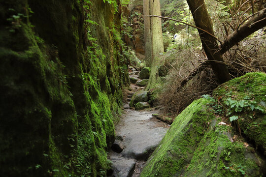 The hiking trail "Wehlener Grund", a romantic gorge around the town Wehlen in elbe sandstone mountains - Saxon Switzerland, Germany