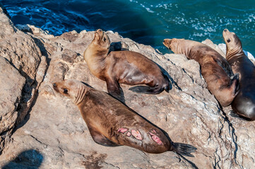 Fototapeta premium Immature California Sea Lion(Zalophus californianus) at hauling-out, Point Dume, California, USA