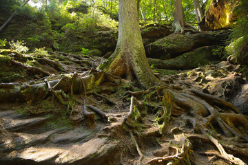 An old tree in the devil canyon (Teufelsschlucht), a romantic gorge around the town Wehlen in elbe sandstone mountains - Saxon Switzerland, Germany