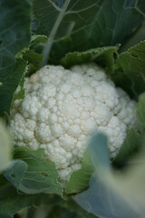 cabbage | choux