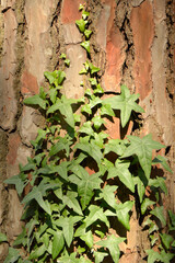 green ivy growing at the tree bark close up