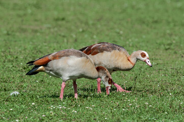 Feral Egyptian Goose (Alopochen aegyptiacus) in park, Keil, Schleswig-Holstein, Germany