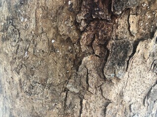 bark of tree or texture of bark black wood for background