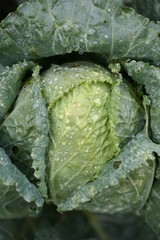Fototapeta premium cabbage | choux