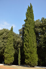 Fototapeta premium green giant thuja trees