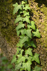 green ivy growing at the tree bark close up