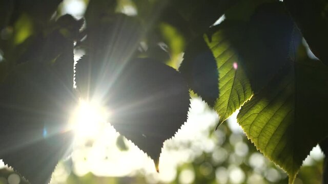 Closeup view 4k video of beautiful fresh sunny green leaves of trees with bursting through branches and foliage magic soft sunset sunlight and sunflares