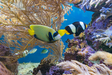 Fototapeta na wymiar Beautifully colored fish in a salt-water aquarium