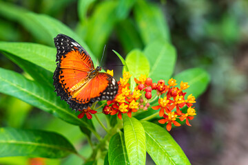 An orange butterfly (Cethosia biblis) on the flowers of a shrub