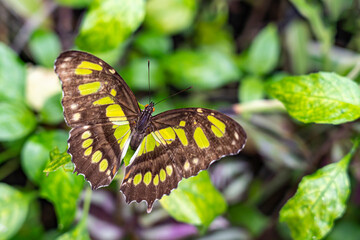Closeup of a butterfly (Philaethria dido) on a leaf of a shrub