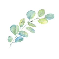 Eucalyptus watercolor leaves, Eucalyptus illustration